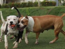 Drogen und Pitbulls passen nicht zusammen