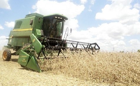 Sojaternte in Gefahr? Dauerregen in Itapúa erschwert Kampf gegen Pilzbefall