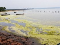 Schon jetzt grüne Algen im Ypacaraí See