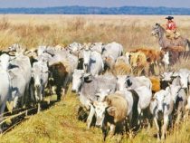 Viehdiebstähle im Chaco nehmen zu