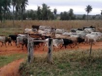 Doppelmord auf einer Estancia im Chaco
