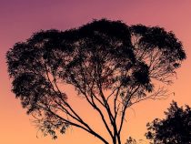 Geld für Waldschutz