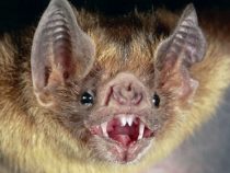 Die Invasion der Fledermäuse