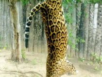 Abholzung bedroht Tierwelt im Chaco