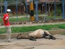 Gefängnis für Tierquäler