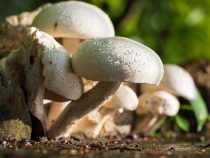 Frische Champignons in Paraguay