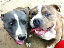 Nach Pitbull Attacke gestorben