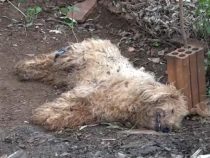 Rund ein Dutzend Hunde vergiftet