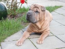 Gefängnis für zwei Hundediebe