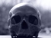 Beim Brennholzsammeln Skelettreste entdeckt