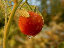 Tomaten generieren gute Einnahmen