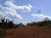 Ein Freibrief für die weitere Abholzung in Paraguay