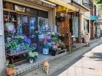 Wer überfällt schon einen Blumenladen?