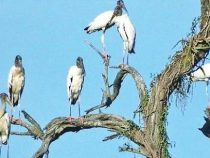 Chaco: Biodiversität durch Abholzung und Jagd bedroht