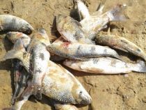 Todbringende Eukalyptus Plantagen