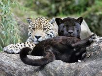 “Die Ausländer sind eine Bedrohung“