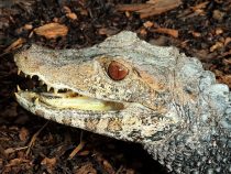 Der Tod in den Sümpfen vom Chaco