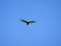 Deutscher von eigenen Landsleuten schamlos “betrogen“