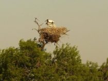 Die grandiosen Schönheiten vom Pantanal