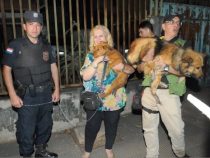 Hunde und Schildkröte aus den Fängen eines Koreaners befreit