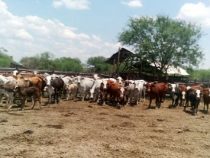 Misslungener Viehdiebstahl im Chaco