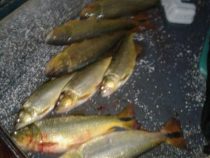 Schwarzfischer und Ordnungskräfte stoßen aufeinander