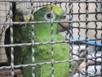 Wie man legal zu einem Papagei kommt