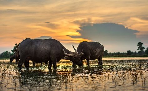 Büffelfleisch gilt als sehr gesund, doch die Zucht in Paraguay ist noch verschwindend gering