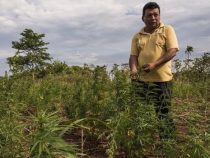 Marihuana-Bauern fordern staatliche Unterstützung
