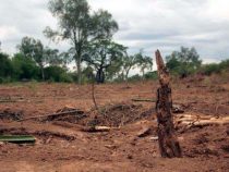 WWF klagt wegen verfassungswidrigem Cartes-Dekret zur Abholzung