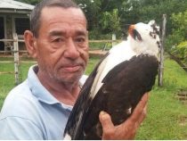 Ein getöteter Adler zieht Kreise