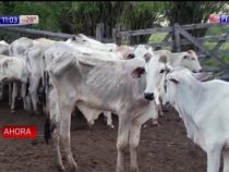 Rinder sterben anscheinend wegen Sojaplantage