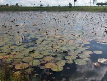 Lotusblumen sorgen für beeindruckendes Naturschauspiel