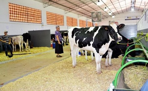 Genossenschaften im Chaco produzieren fast 90 % der industriell verarbeiteten Milch des Landes