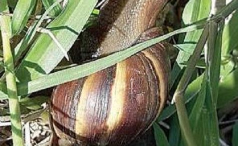 Plage afrikanischer Riesenschnecken zwingt Einwohner von Capiibary zum Handeln