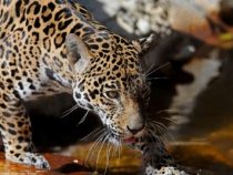 Das Gebiet der Raubkatzen im Chaco erfasst