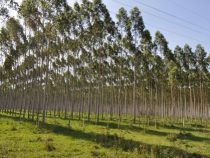 Niemand ruft Kredite für Wiederaufforstung ab