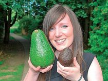 Seltene Avocado-Sorten