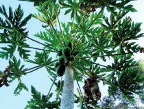 Anstatt Paracetamol bei Dengue Blätter vom Papayabaum verwenden