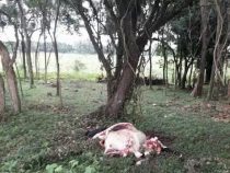 Das große Schlachten in Mbocayaty