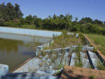 Städtisches Schwimmbad als Brutplatz für Mücken