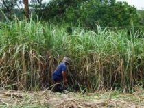 Deutliche Verbesserungen für lokale Zuckerrohrbauern