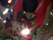 Ein Ameisenbär fordert die Feuerwehr heraus