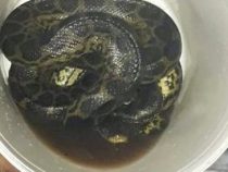 Bei der Mückenbekämpfung Anakonda entdeckt