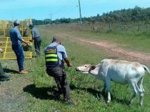 Im Einsatz gegen freilaufende Rinder