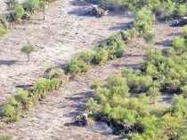 Abholzung in Paraguay und Argentinien betrifft Europa