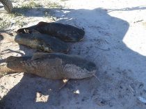 Massives Fischsterben im Chaco
