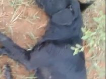 Ex-Militärangehöriger erschießt drei Hunde