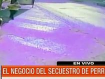 Wertvoller Hund anscheinend entführt