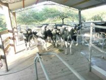 Im Chaco muss Milch weggeschüttet werden